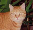 photo du Chat Fripon